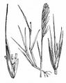 Squirreltail Fescue - Vulpia bromoides (L.) Gray