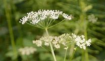 Giersch - Aegopodium podagraria L.