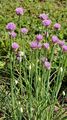 Gewöhnlicher Schnitt-Lauch - Allium schoenoprasum L.