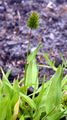 Annual Vernal-Grass - Anthoxanthum aristatum Boiss.