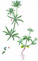 Blue Woodruff - Asperula arvensis L.