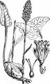 Schlangen-Knöterich - Bistorta officinalis Delarbre