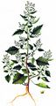 Nettle-Leaved Goosefoot - Chenopodiastrum murale (L.) S. Fuentes & al.