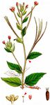 Berg-Weidenröschen - Epilobium montanum L. 
