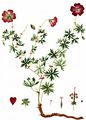 Bloody Crane's-Bill - Geranium sanguineum L.