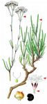 Ebensträußiges Gipskraut - Gypsophila fastigiata L. 