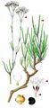 Fastigiate Gypsophila - Gypsophila fastigiata L.