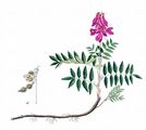 Alpen-Süßklee - Hedysarum hedysaroides (L.) Schinz & Thell.
