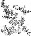 Smooth Rupturewort - Herniaria glabra L.