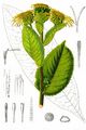 Elecampane - Inula helenium L.