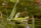 Marsh Pea - Lathyrus palustris L.
