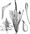 Mousetail - Myosurus minimus L.