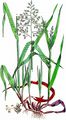 Einjähriges Rispengras - Ochlopoa annua (L.) H. Scholz