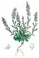 Sumpf-Kreuzblümchen - Polygala amarella Crantz