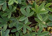 Weißes Fingerkraut - Potentilla alba L.