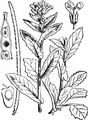 Turm-Gänsekresse - Pseudoturritis turrita (L.) Al-Shehbaz