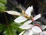 Red-Leaved Rose - Rosa glauca Pourr.