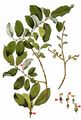 Balkan Willow - Salix appendiculata Vill.
