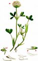 Sulphur Clover - Trifolium ochroleucon Huds.