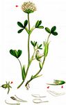 Blaßgelber Klee - Trifolium ochroleucon Huds. 
