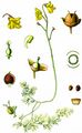 Gewöhnlicher Wasserschlauch - Utricularia vulgaris L.