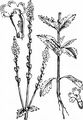 Vervain - Verbena officinalis L.