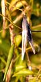 White Swallow-Wort - Vincetoxicum hirundinaria Medik.