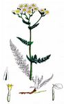 Wiesen-Schafgarbe - Achillea pratensis Saukel & R. Länger 