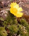 Yellow Pheasant's-Eye - Adonis vernalis L.