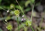 Gekielter Lauch - Allium carinatum L.