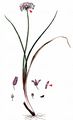 Chives - Allium schoenoprasum L.