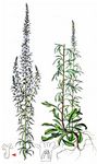 Massliebchenblättriger Lochschlund - Anarrhinum bellidifolium (L.) Willd. 