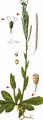 Hairy Rock-Cress - Arabis hirsuta (L.) Scop.