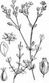 Quendel-Sandkraut - Arenaria serpyllifolia L.