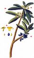 Spurge-Laurel - Daphne laureola L.