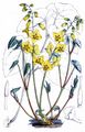 Caucasian Barrenwort - Epimedium pinnatum DC.