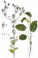Blue Eryngo - Eryngium planum L.