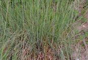 Volga Fescue - Festuca valesiaca Gaudin