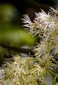 Blumen-Esche - Fraxinus ornus L.