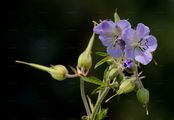Meadow Crane's-Bill - Geranium pratense L.