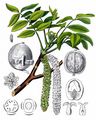 Walnut - Juglans regia L.