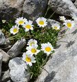Alpine Moon-Daisy - Leucanthemopsis alpina (L.) Heywood