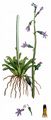Water Lobelia - Lobelia dortmanna L.