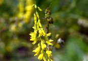 Tall Melilot - Melilotus altissimus Thuill.