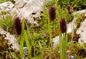 Graubündener Lieschgras - Phleum rhaeticum (Humphries) Rauschert
