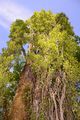 Schwarz-Pappel - Populus nigra L.
