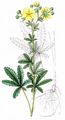 Aufrechtes Fingerkraut - Potentilla recta L.