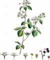 St Lucie Cherry - Prunus mahaleb L.