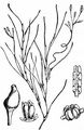 Beaked Tasselweed - Ruppia maritima L.