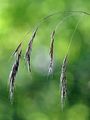 Giant Fescue - Schedonorus giganteus (L.) Holub